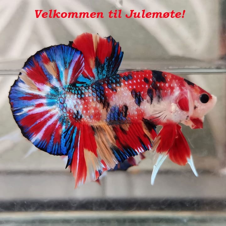 Julemøte mandag 1. desember kl 18:30