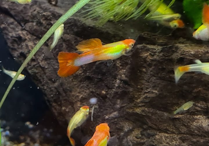 Medlemsmøte 2. mars kl 19:00